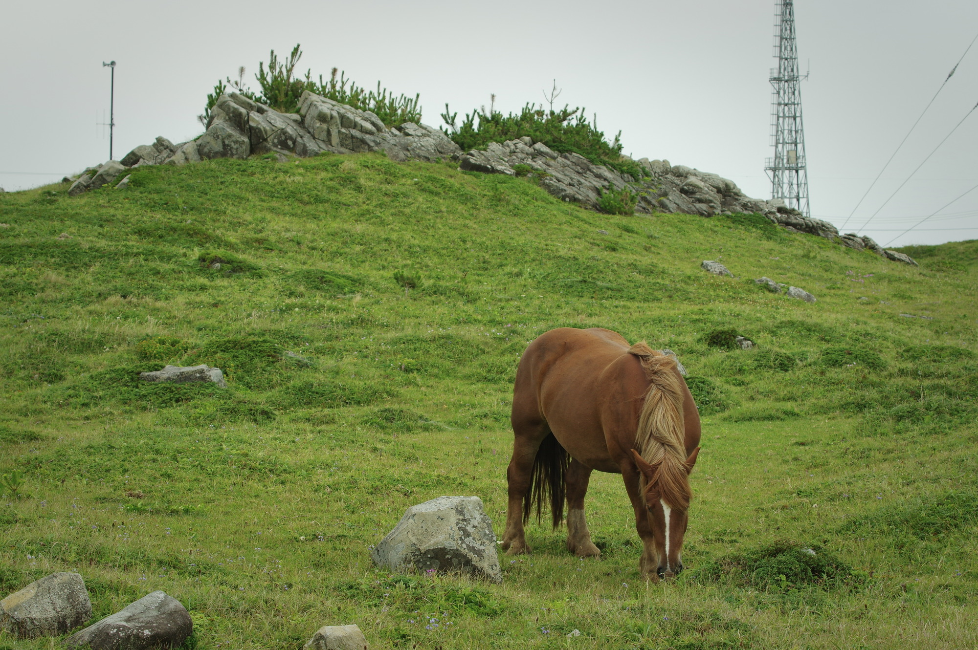 f:id:anachro-fukurou:20200614175315j:plain