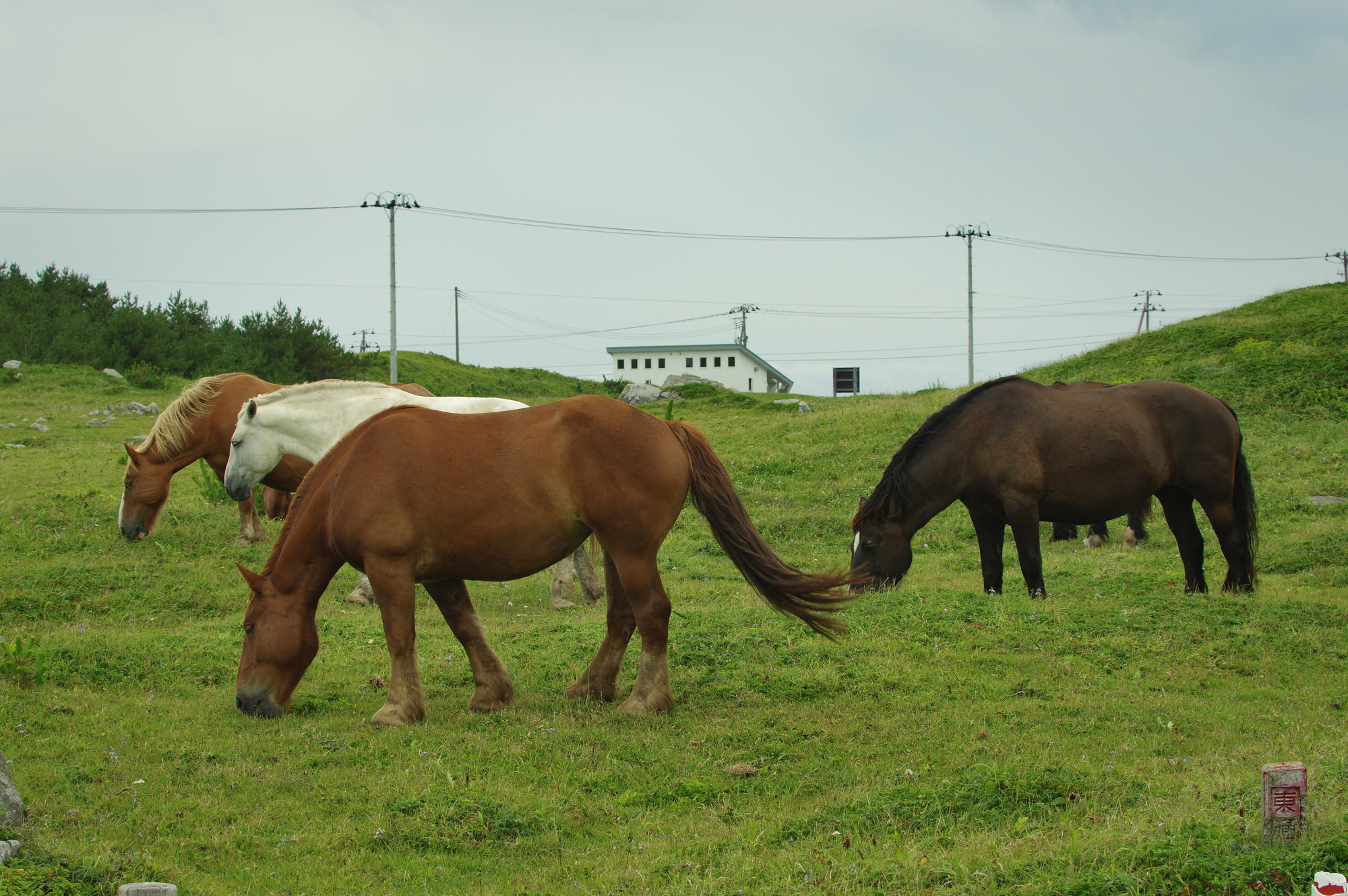 f:id:anachro-fukurou:20200614175321j:plain