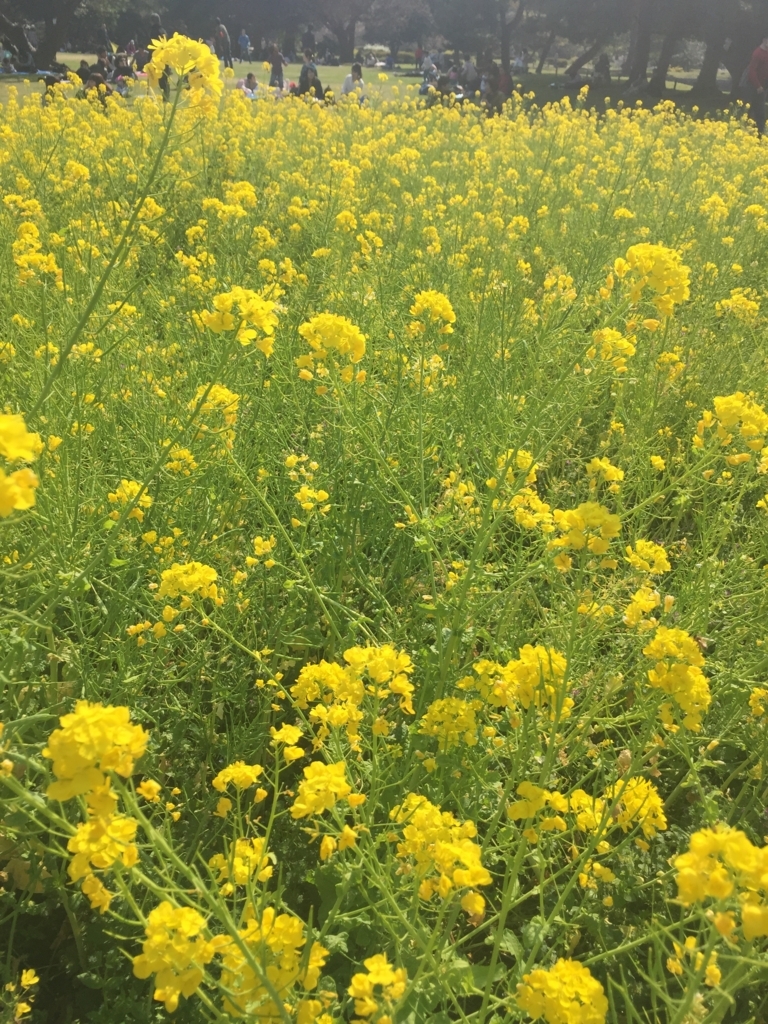 浜離宮の菜の花畑