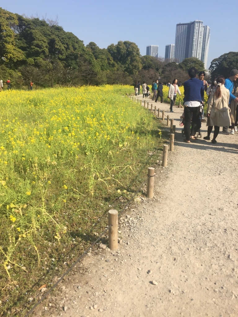 浜離宮の菜の花畑の道