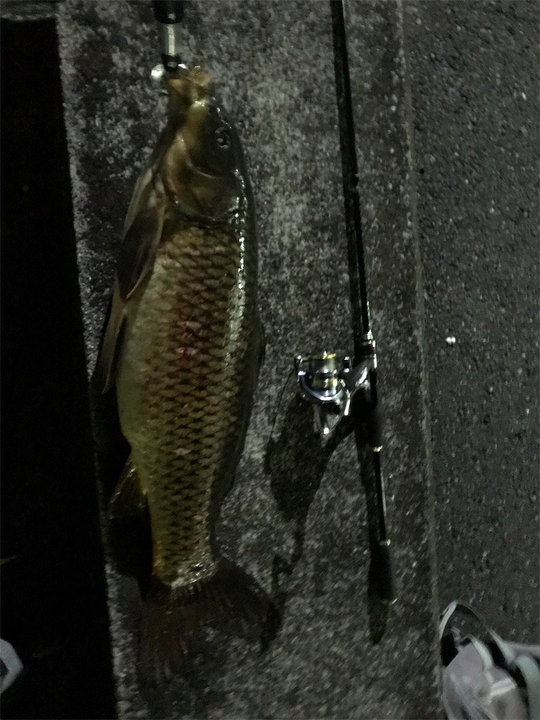 f:id:anahazetaro:20190726001237j:image f:id:anahazetaro:20190726001237j:image