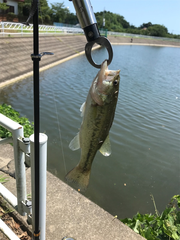 f:id:anahazetaro:20190805085540j:image