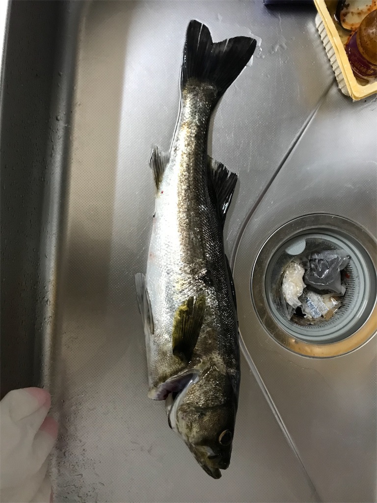 バチ抜けシーバス食べてみた バチ抜けの船橋港で釣れたシーバスを捌いて食べてみた アナハゼ太郎クッキング
