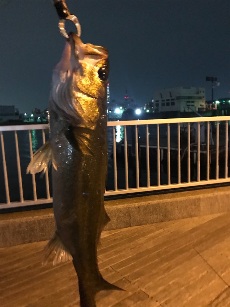 東京湾 船橋港 親水公園 シーバス バスパラ フリダシ ラパラ Cd9 メジャークラフト 振り出し 電車釣行 アナハゼ太郎のパックロッドと大人の男の子ブログ 東京湾 船橋港 親水公園 シーバス バスパラ フリダシ ラパラ Cd9 メジャークラフト 振り出し 電車釣行 アナハゼ太郎のパックロッドと大人の男の子ブログ