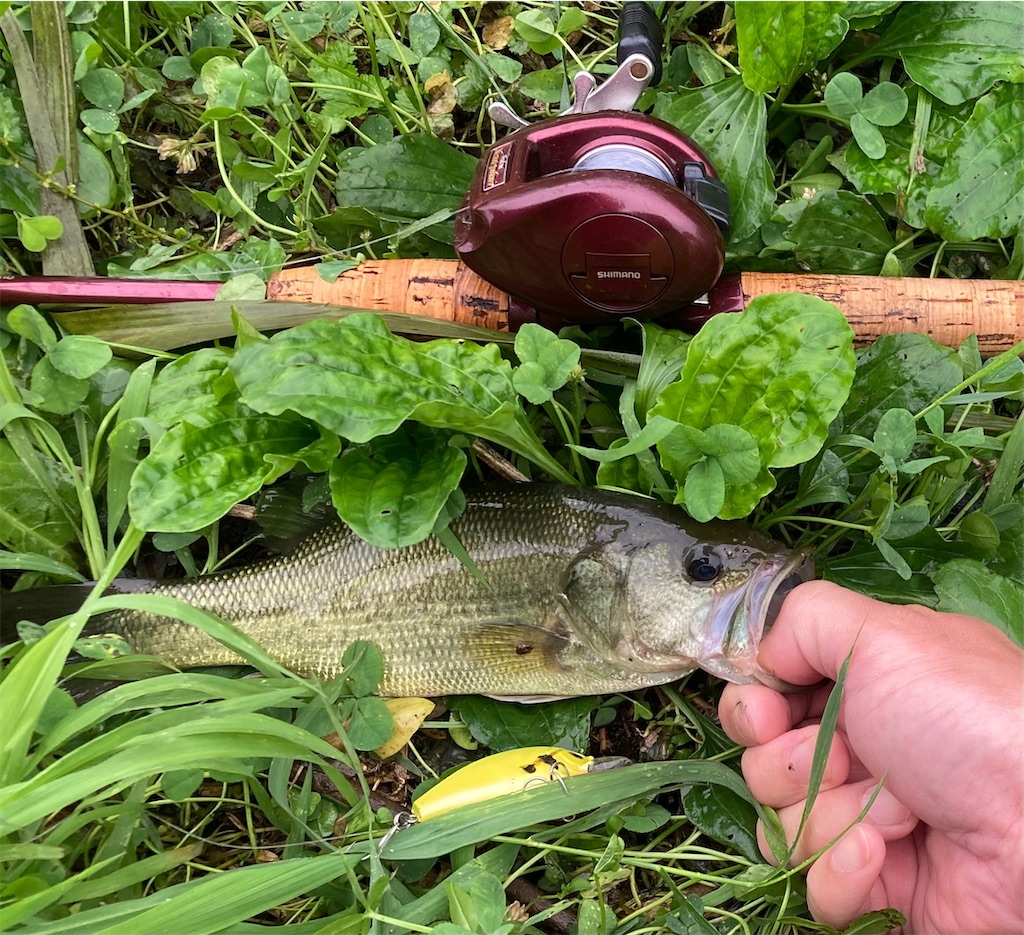 釣り口マンを求めて】（つりくちまんをもとめて）赤メタ BSR 印旛沼