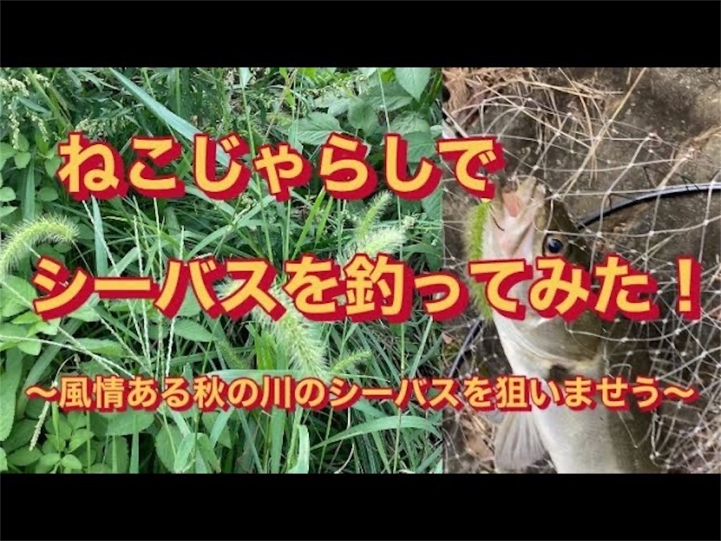 f:id:anahazetaro:20240201181512j:image
