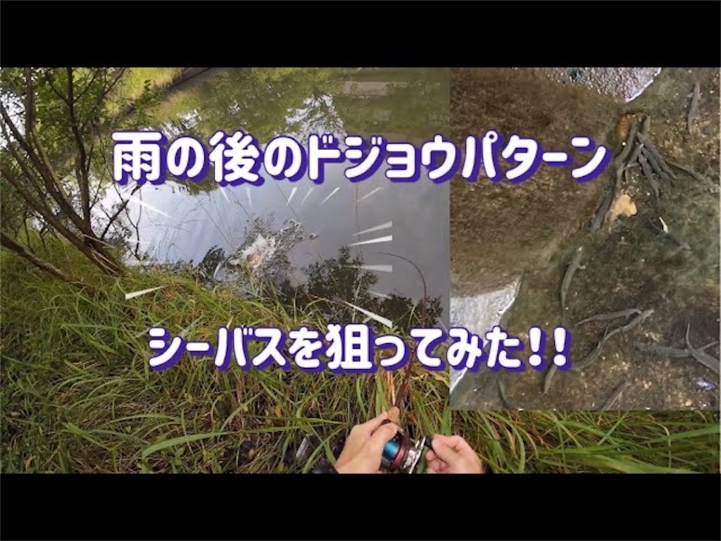 f:id:anahazetaro:20240904145612j:image f:id:anahazetaro:20240904145612j:image