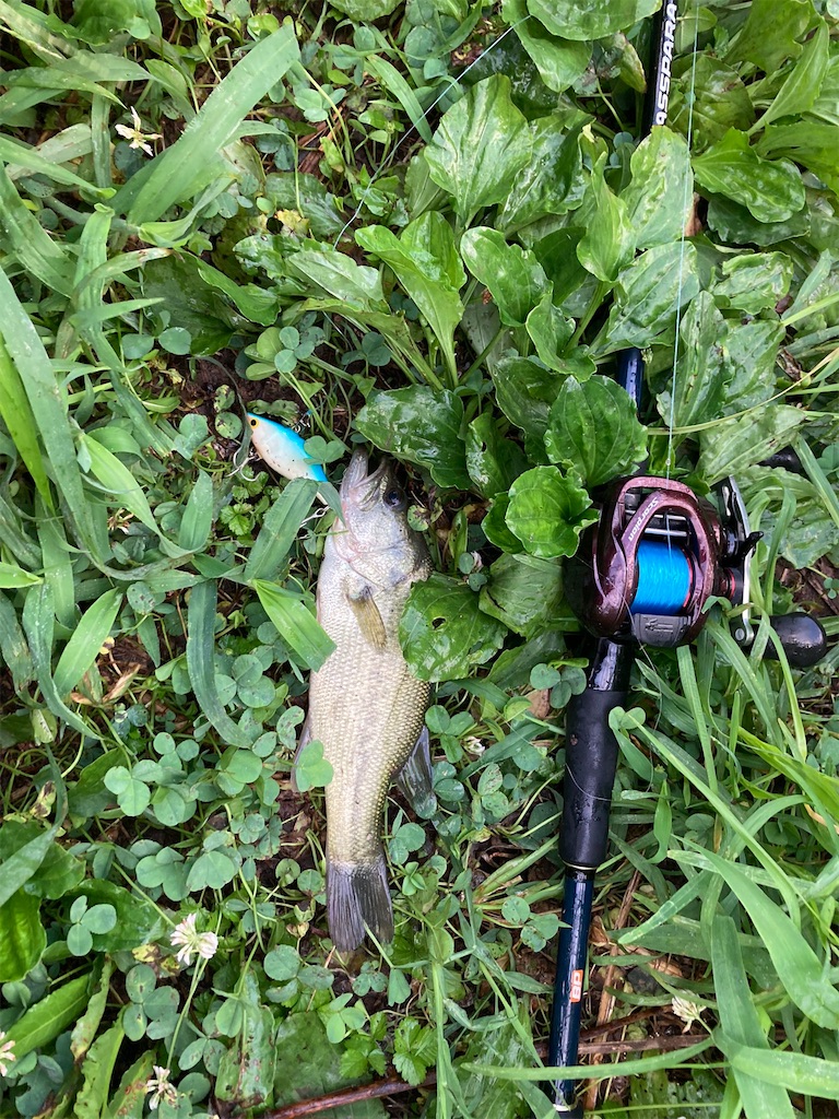 赤メタ愛用ニキが最新のリールを使ってみた！ 14スコーピオンを