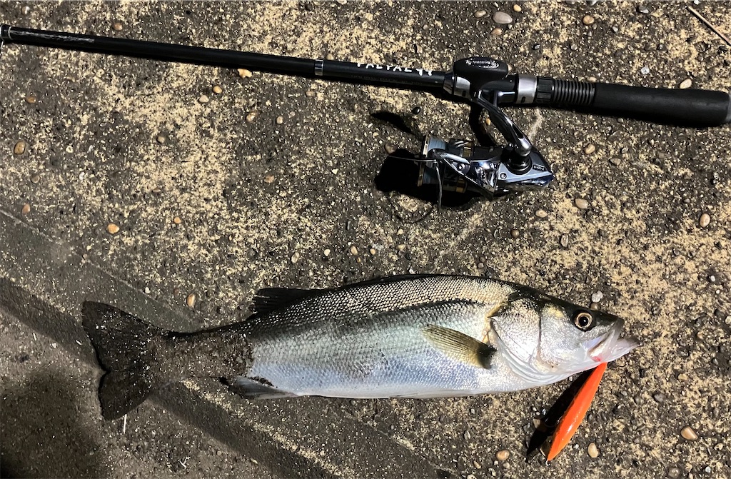 ラパラ シーバスコレクション ベイエリア セレクション RAPALA ラパラ シーバスコレクション ベイエリア セレクション RAPALA