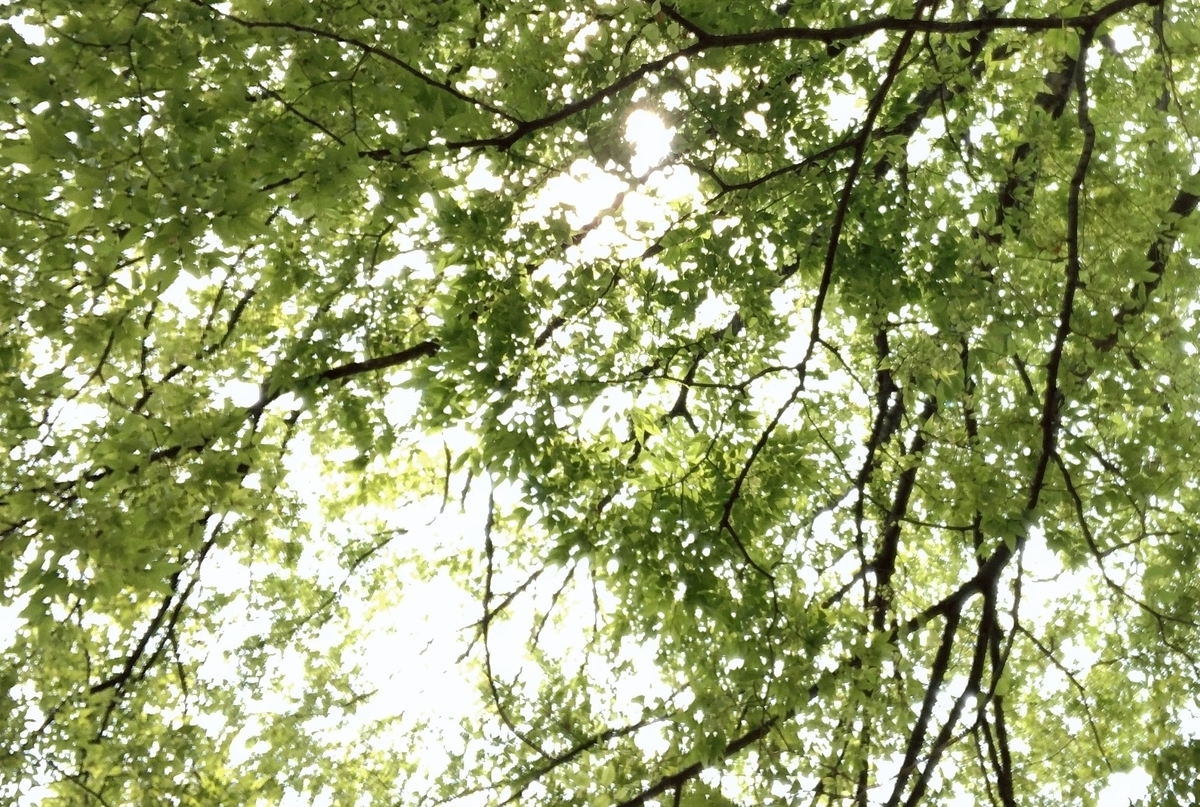 f:id:ananachan:20190706100838j:plain