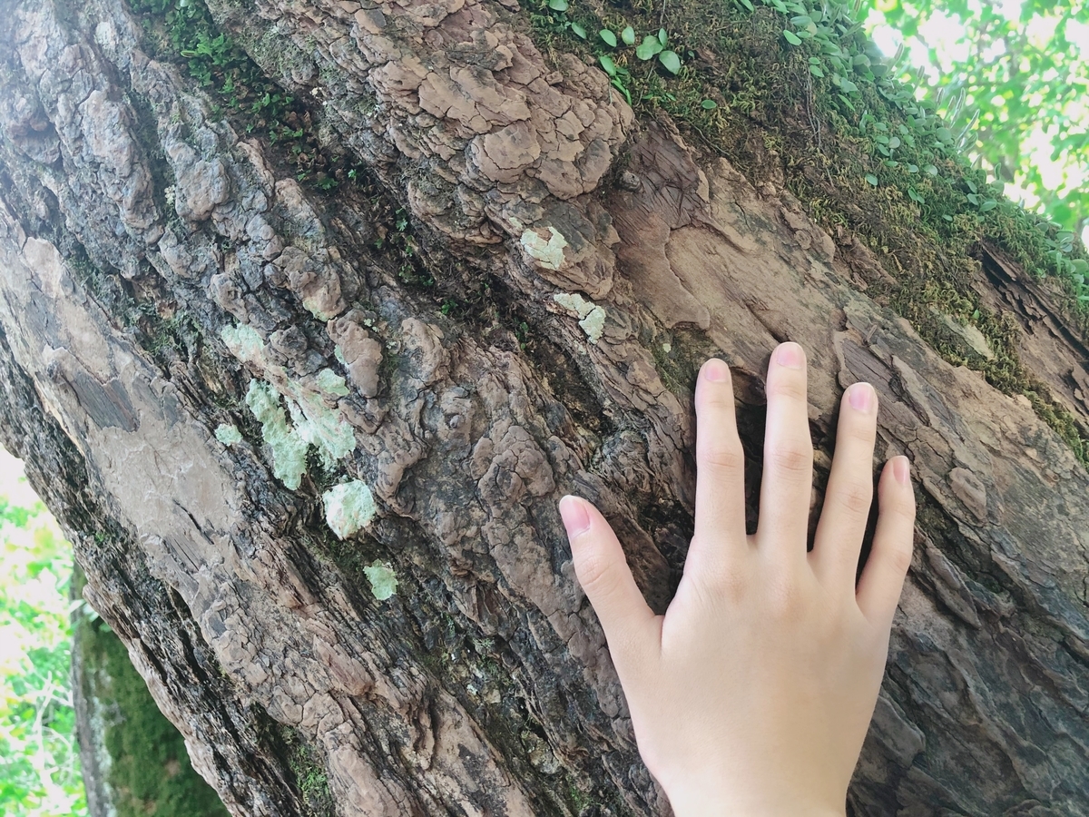 f:id:ananachan:20190914215757j:plain f:id:ananachan:20190914215757j:plain