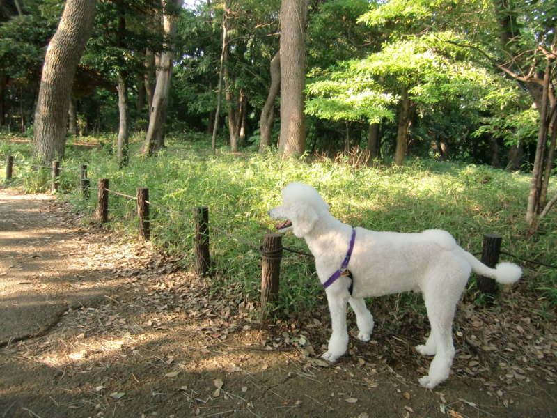 f:id:anbeto:20111009034438j:image:w360