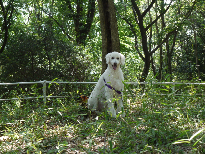 f:id:anbeto:20120626135643j:image:w360