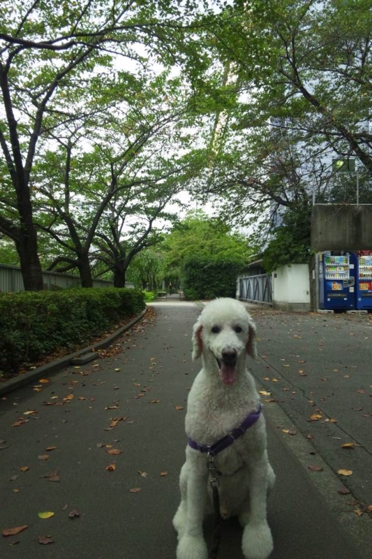 f:id:anbeto:20120922160540j:image:w360
