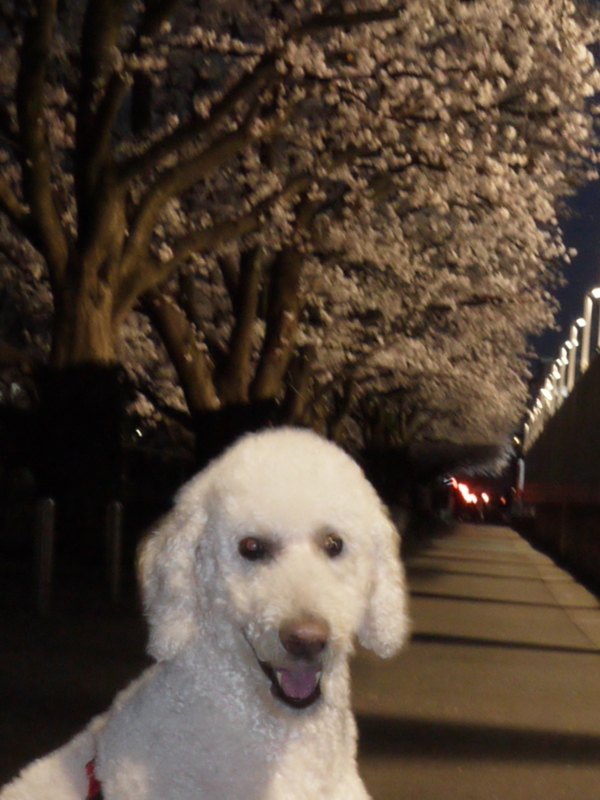 f:id:anbeto:20130326181506j:image:w360 f:id:anbeto:20130326181506j:image:w360
