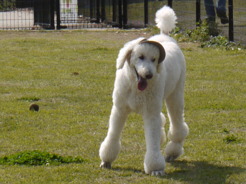 f:id:anbeto:20130416140803j:image:w360