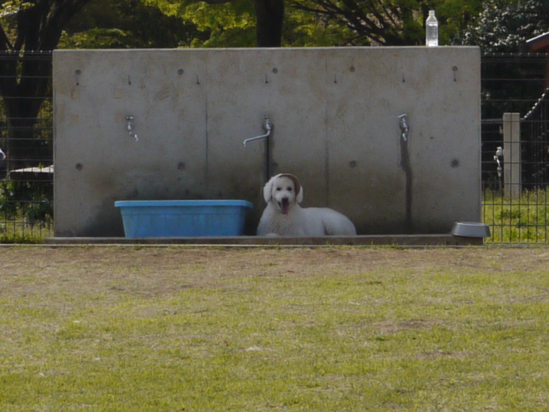 f:id:anbeto:20130416141422j:image:w360 f:id:anbeto:20130416141422j:image:w360