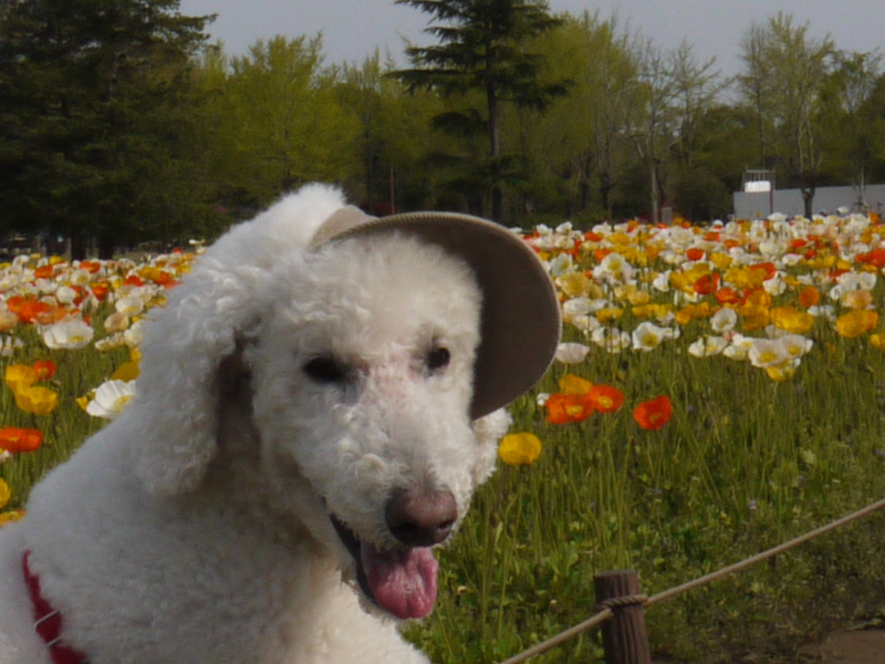 f:id:anbeto:20130416151812j:image:w360