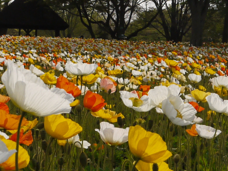 f:id:anbeto:20130416152312j:image:w360