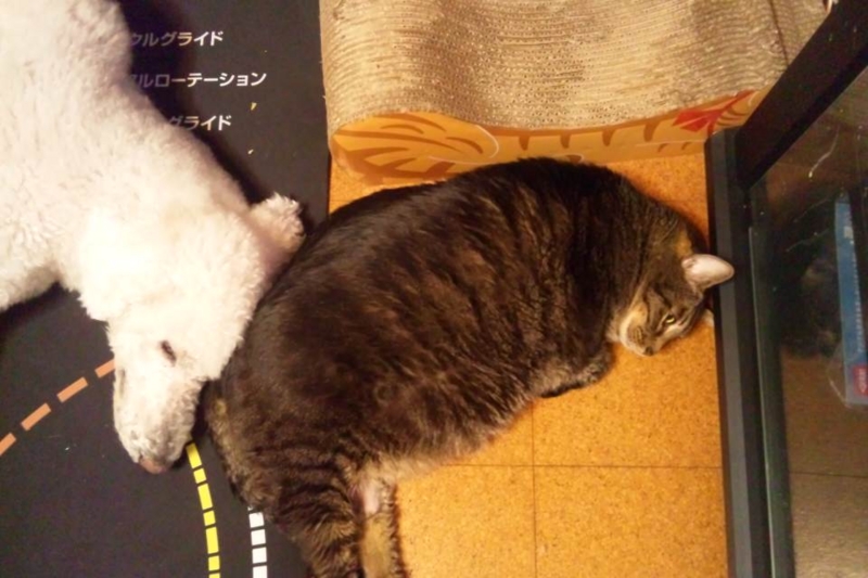 f:id:anbeto:20131125232718j:image:w360