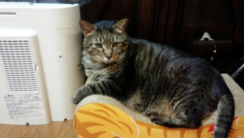 f:id:anbeto:20140227212956j:image:w360