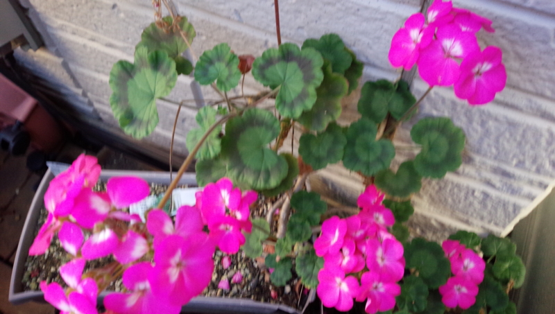 f:id:anbeto:20141215092034j:image:w360