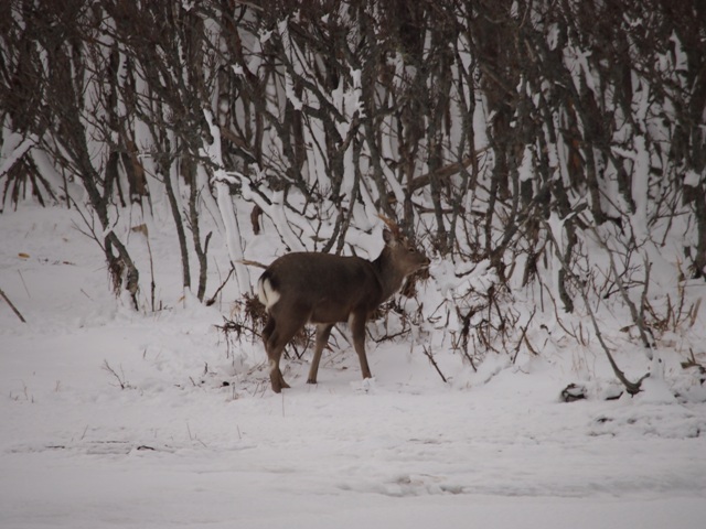 f:id:anbeto:20150126152927j:image:w360