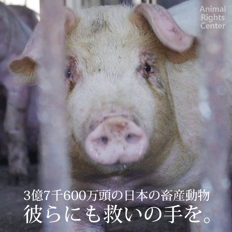 f:id:anbeto:20150308120701p:image:w360