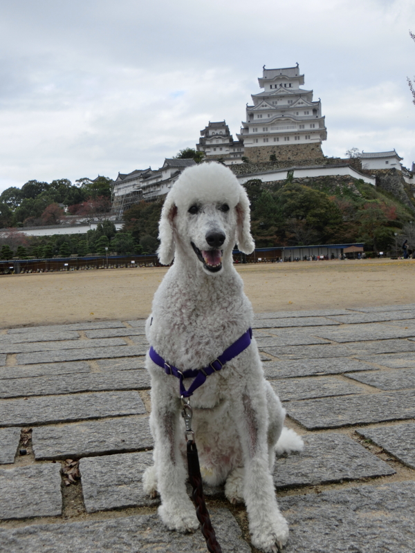 f:id:anbeto:20151110120613j:image:w360