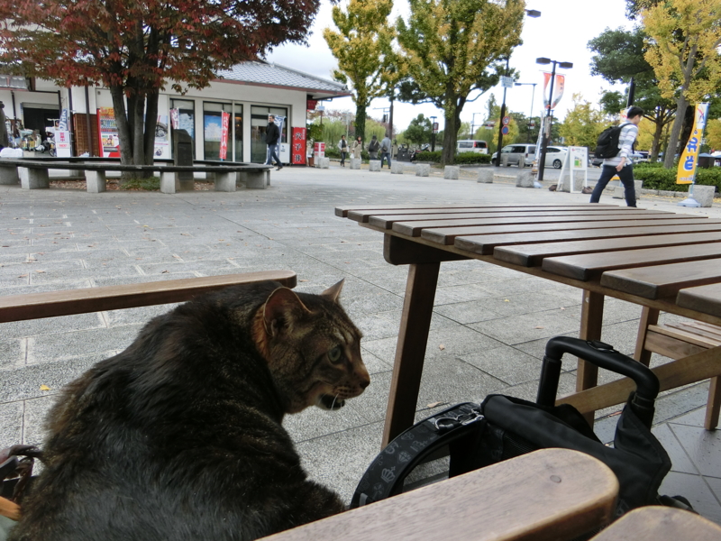 f:id:anbeto:20151110121549j:image:w360