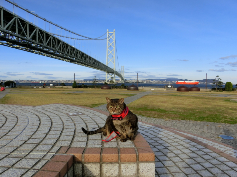 f:id:anbeto:20151111153501j:image:w360