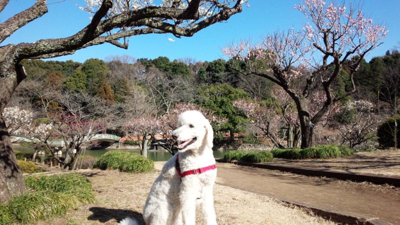 f:id:anbeto:20160301144047j:image:w360
