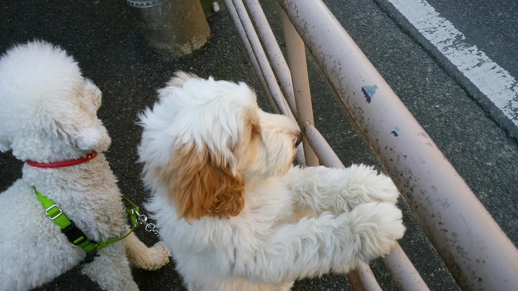 f:id:anbeto:20190104111341j:plain f:id:anbeto:20190104111341j:plain