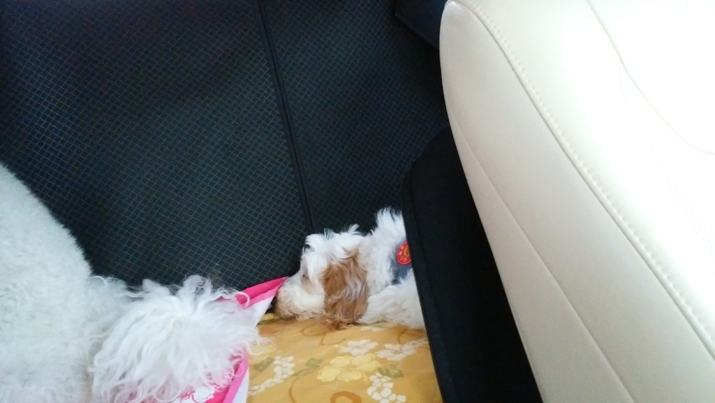 f:id:anbeto:20190106135037j:plain