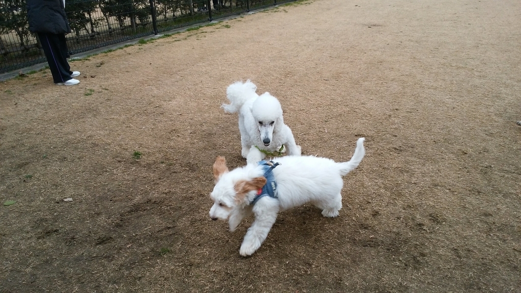 f:id:anbeto:20190106145841j:plain