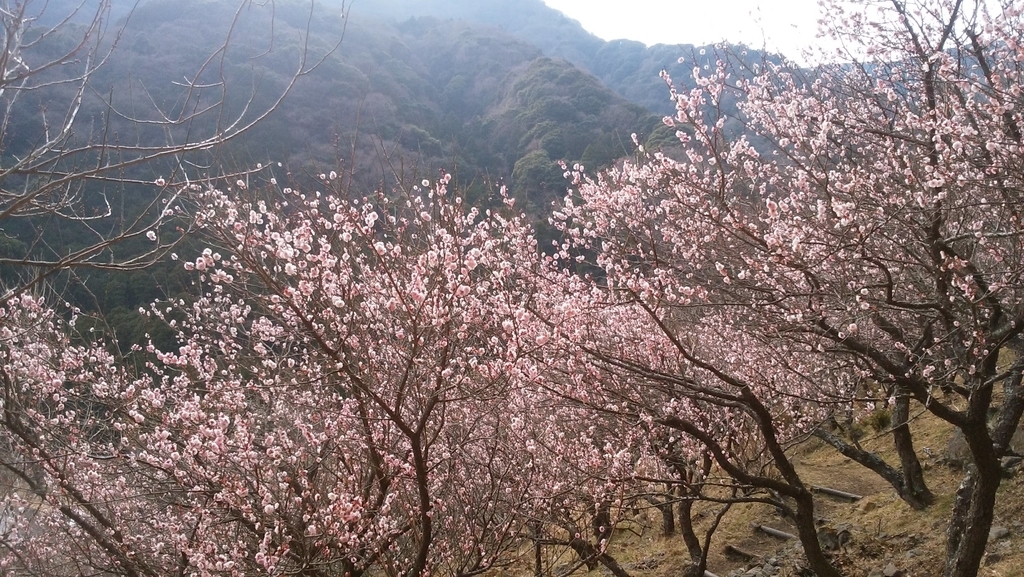 f:id:anbeto:20190211140218j:plain