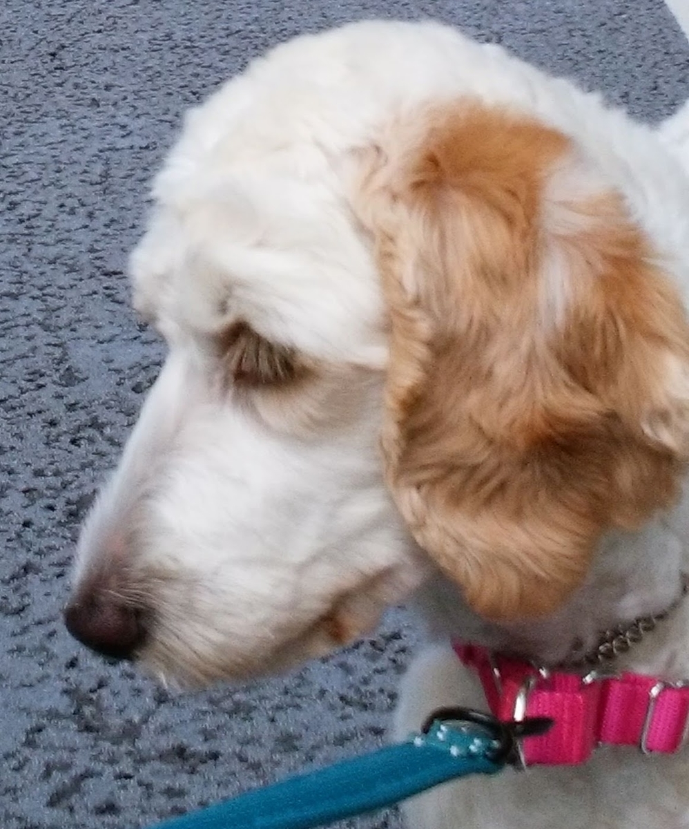 f:id:anbeto:20190428144802j:plain