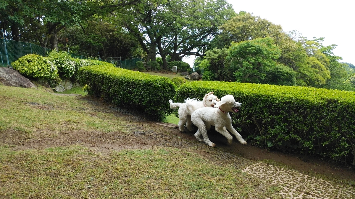 f:id:anbeto:20190506115558j:plain