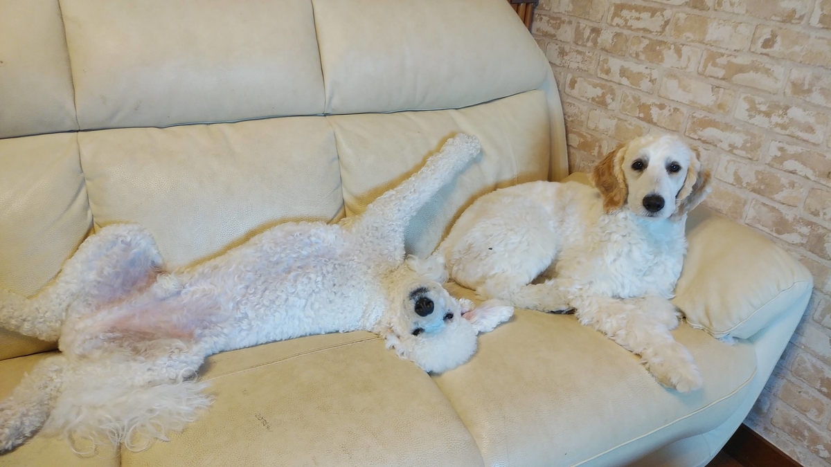 f:id:anbeto:20190526071224j:plain