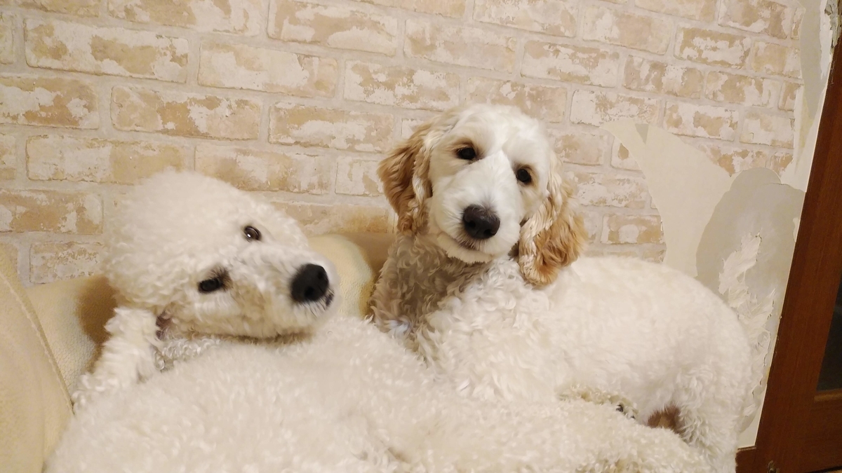 f:id:anbeto:20190929195134j:plain