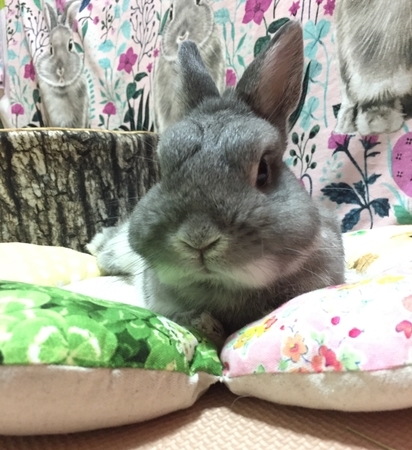 f:id:anbou:20190529100330j:plain f:id:anbou:20190529100330j:plain