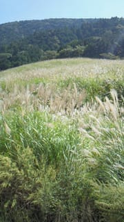 Nec_0421 Nec_0421