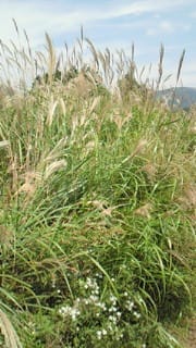 Nec_0422 Nec_0422