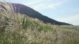 Nec_0431 Nec_0431