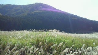 Nec_0426 Nec_0426
