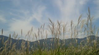 Nec_0432 Nec_0432