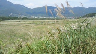 Nec_0424 Nec_0424