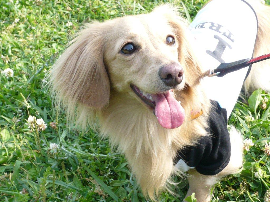 f:id:ancoco5535:20170127000722j:plain f:id:ancoco5535:20170127000722j:plain