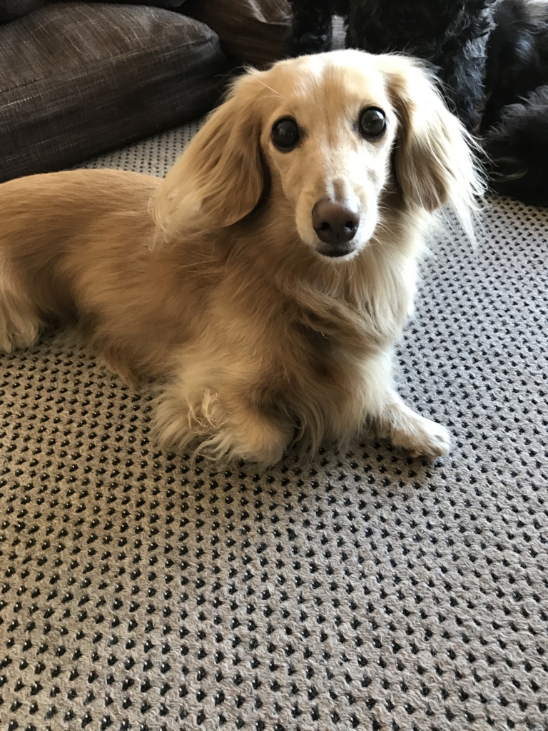 f:id:ancoco5535:20170128094939j:plain f:id:ancoco5535:20170128094939j:plain