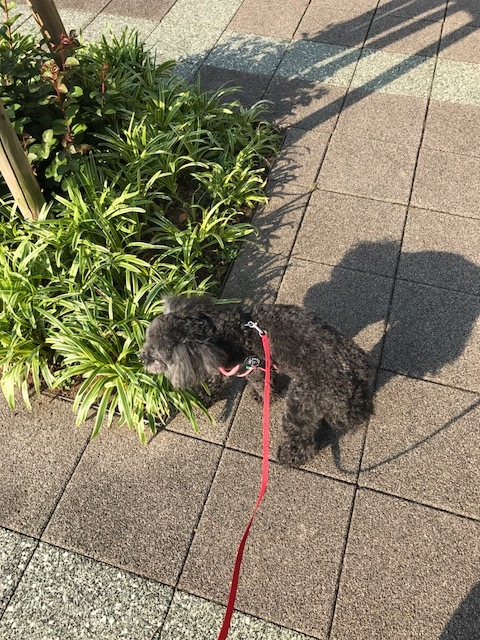 f:id:ancoco5535:20170521165202j:plain